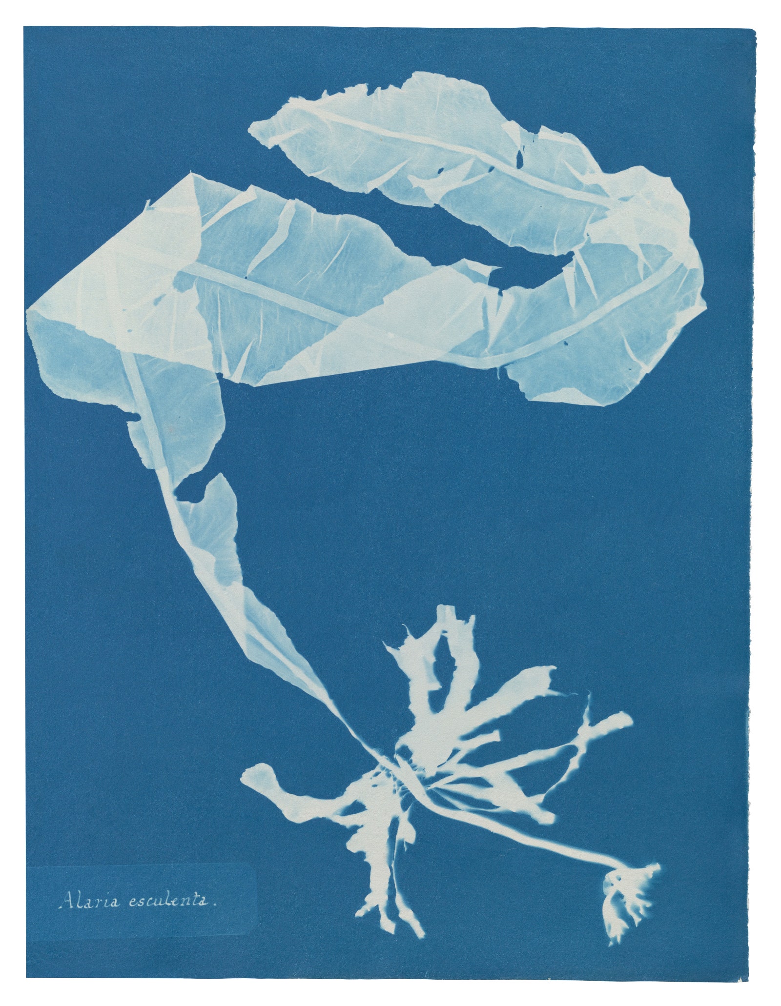 Anna Atkins’ book captures the delicacy of algae and ferns