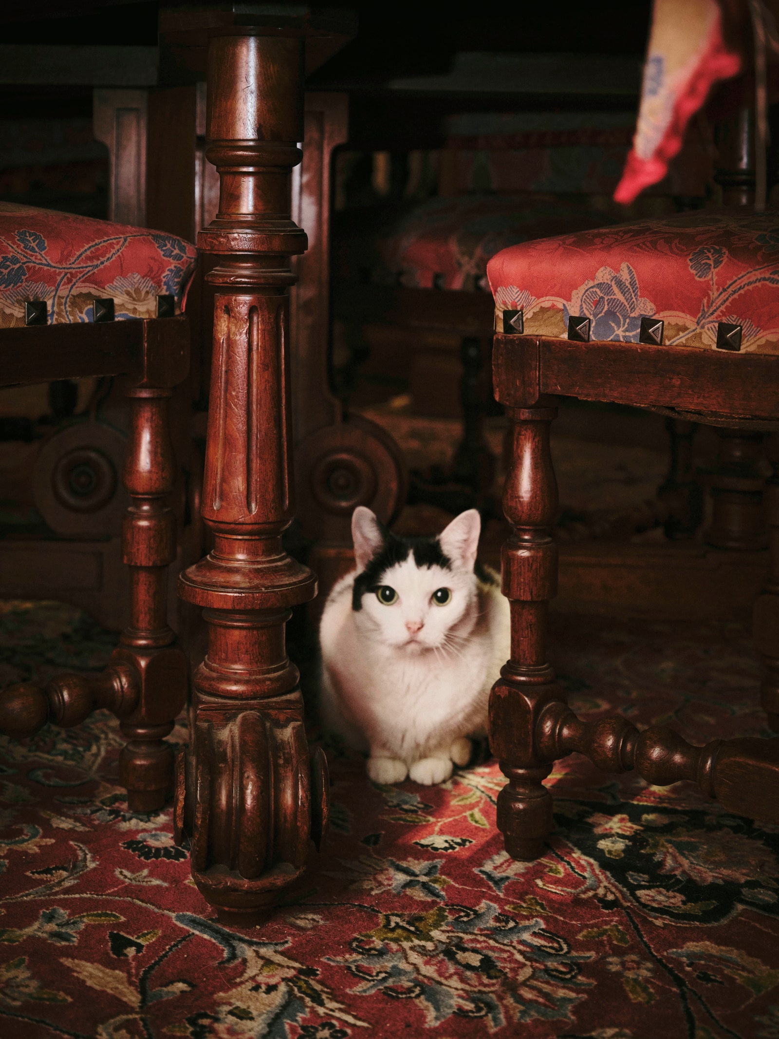 Image may contain Animal Cat Kitten Mammal Pet Manx Wood Furniture Floor Hardwood Flooring and Indoors