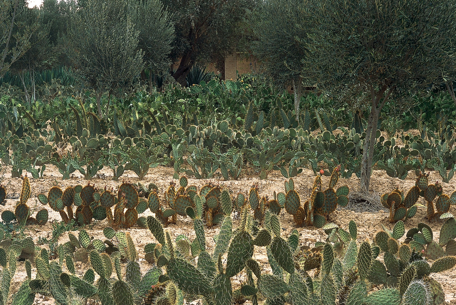 Does global warming call for innovative cacti gardens?