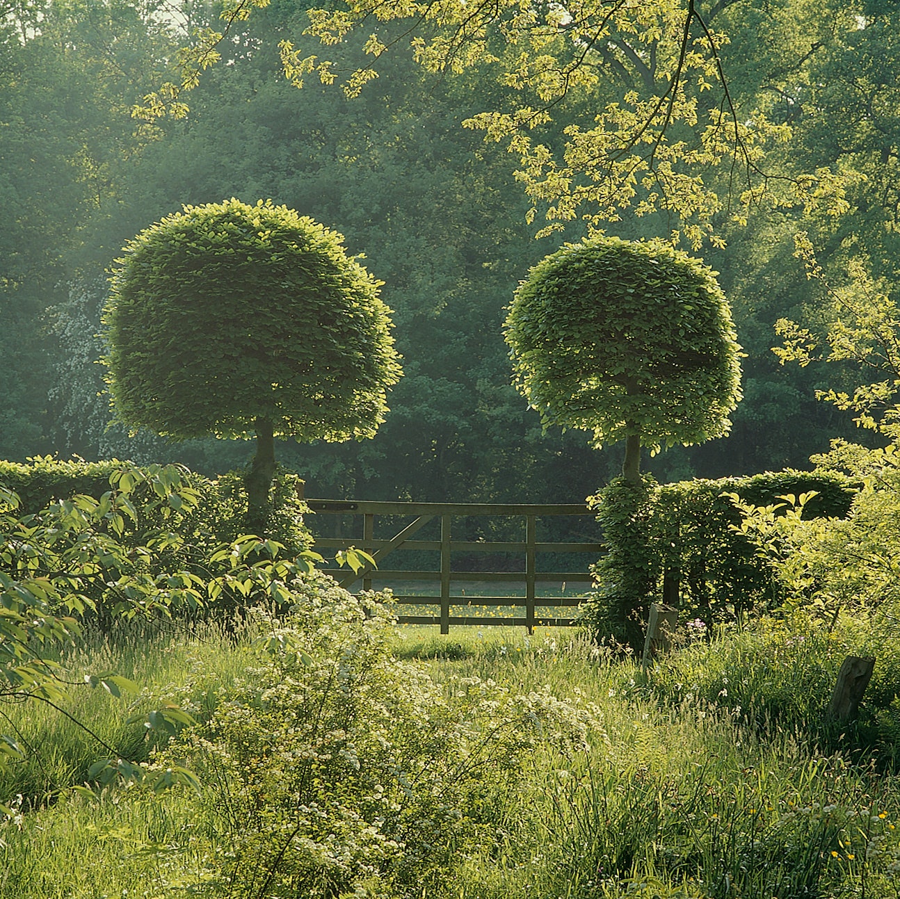 Vann garden Surrey